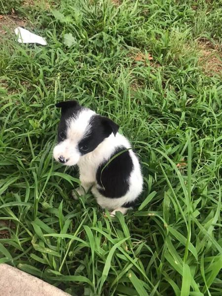 Deputies rescue abandoned dogs, search for owner